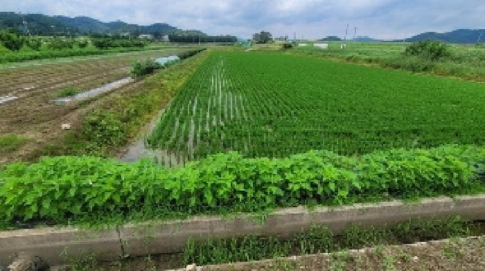2025타경238 사진