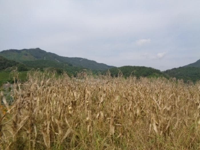 2025타경31714 사진